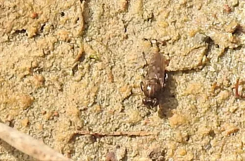 Parydra aquila