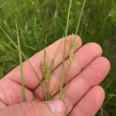 golden sedge thumbnail 3