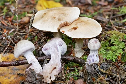 Cortinarius clintonianus