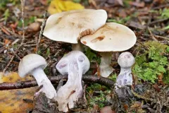 Cortinarius clintonianus thumbnail 1