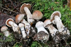 Cortinarius solis-occasus thumbnail 1