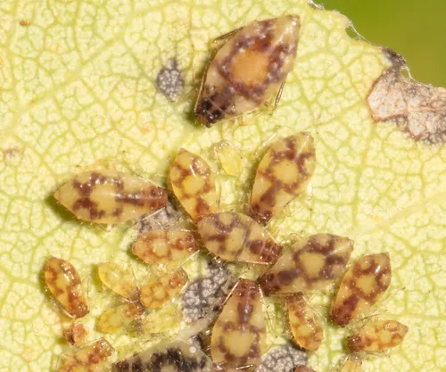 Chaitophorus stevensis
