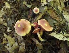 Chalciporus rubinellus thumbnail 4