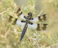 Desert Whitetail thumbnail 1