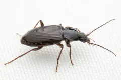 Agonum tenue thumbnail 3
