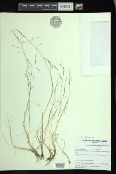alaska alkali grass thumbnail 2