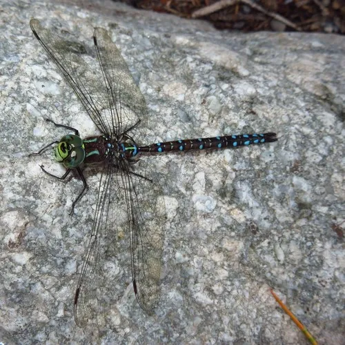 Sedge Darner