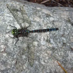 Sedge Darner thumbnail 1