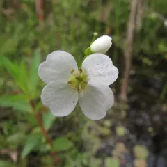 Cuckooflower thumbnail 2
