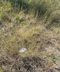 Tall Dropseed thumbnail 2