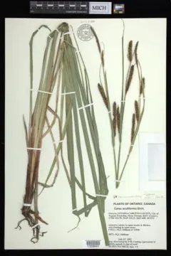 lesser pond sedge thumbnail 2