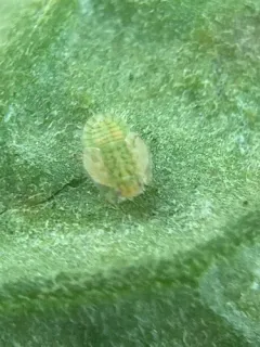 Potato Psyllid thumbnail 2