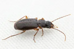 Trembling Harp Ground Beetle thumbnail 2
