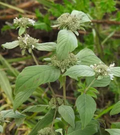 Hoary Mountainmint thumbnail 3