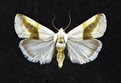 Prairie Bird-dropping Moth