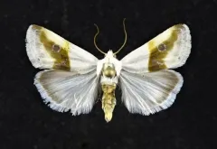 Prairie Bird-dropping Moth thumbnail 1