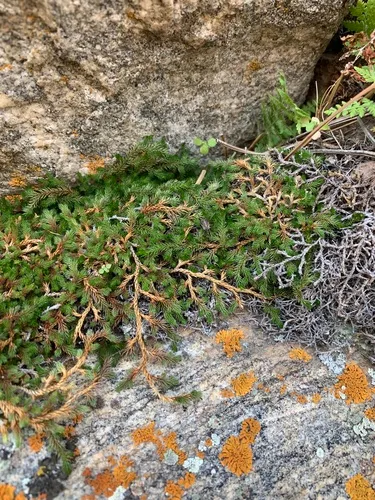 Underwood's Spikemoss