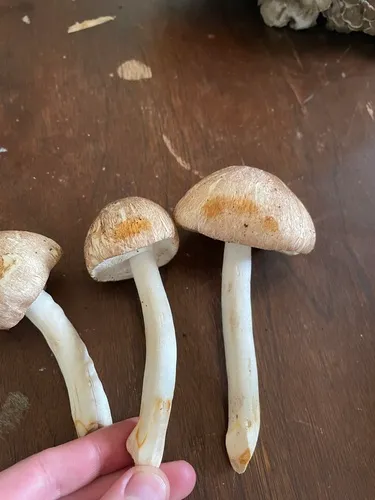 almond mushroom