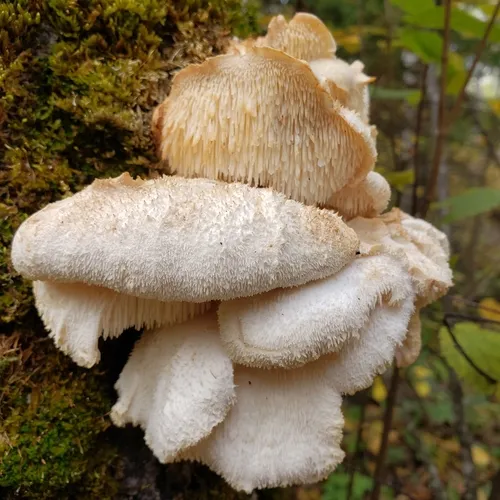 Tiered tooth fungus