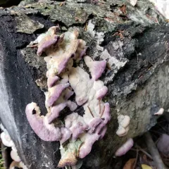 Silverleaf Fungus thumbnail 3