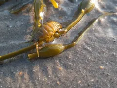 Metallic Isopod thumbnail 2