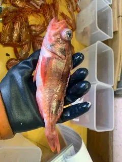 Sharpchin Rockfish thumbnail 3