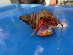 Purple Hermit thumbnail 1