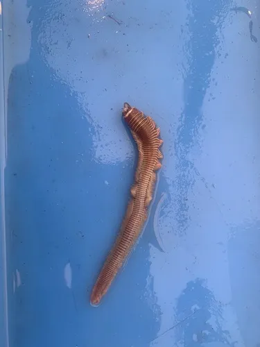 Cheilonereis cyclurus