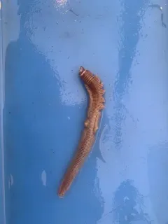 Cheilonereis cyclurus thumbnail 1
