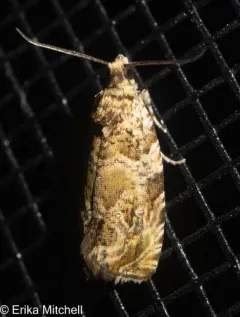 Olivaceous Olethreutes Moth thumbnail 3