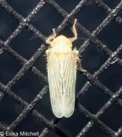 Graminella fitchii thumbnail 2