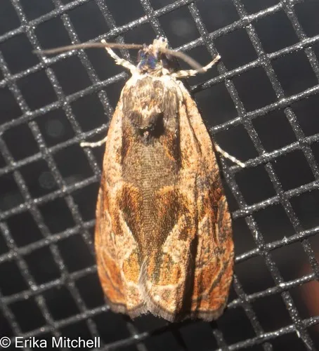 Olethreutes clavana