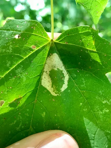Lesser Maple Leaf Blotch Miner Moth