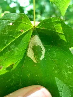 Lesser Maple Leaf Blotch Miner Moth thumbnail 1