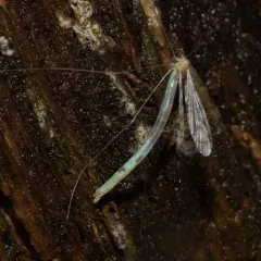 Discobola annulata thumbnail 4