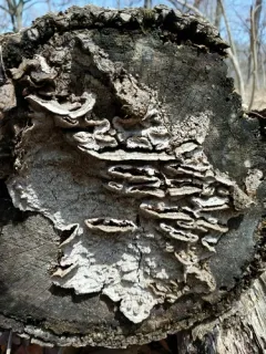 Common Mazegill thumbnail 2