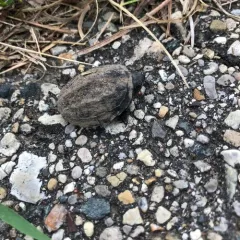 Eastern Musk Turtle thumbnail 4
