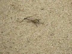 Proctacanthella cacopiloga thumbnail 3