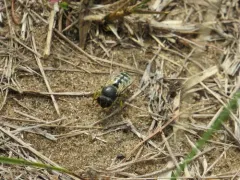 Bembix belfragei thumbnail 3