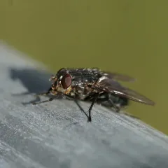 Orange-bearded Bluebottle Fly thumbnail 3