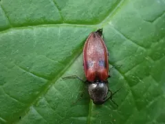 Anostirus bipunctatus thumbnail 1