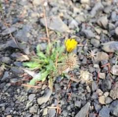 Hairy Hawkbit thumbnail 1