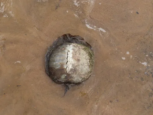 Smooth Softshell