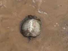 Smooth Softshell thumbnail 1