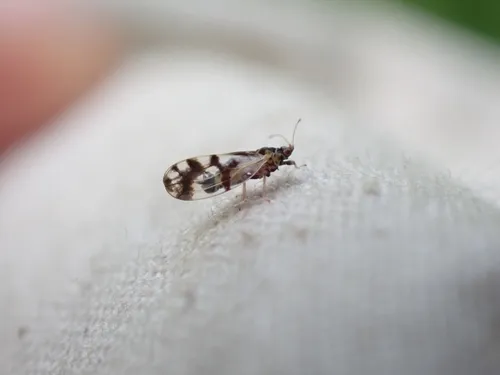 Craspedolepta schwarzi