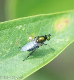 Dolichopus setifer thumbnail 3