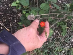 red morning glory thumbnail 2