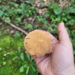 Rooting Polypore thumbnail 3