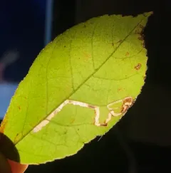 Stigmella caryaefoliella thumbnail 1