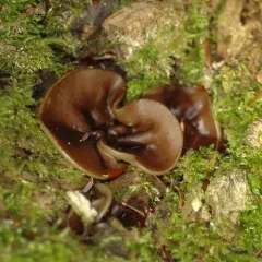 Copper Penny Fungus thumbnail 3